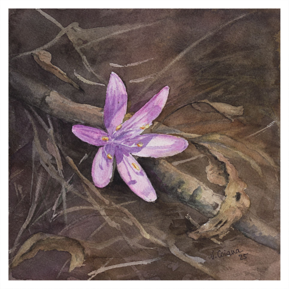 aquarelle Victoria Coiana Bulbocode en lumière