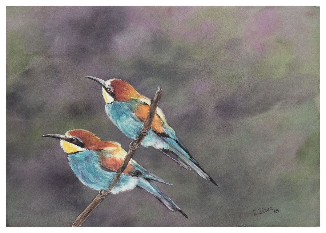aquarelle Victoria Coiana Couple de guêpiers 