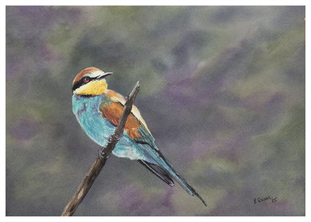 aquarelle Victoria Coiana Guêpier d'Europe