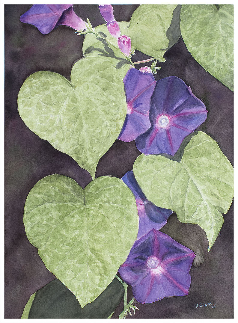 aquarelle Victoria Coiana Ipomées