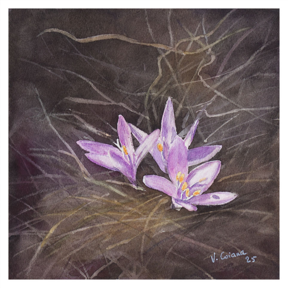 aquarelle Victoria Coiana Trio de bulbocodes