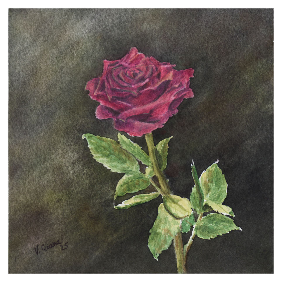 natures mortes Victoria Coiana Rose rouge